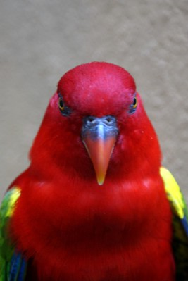 Redbirb logo
